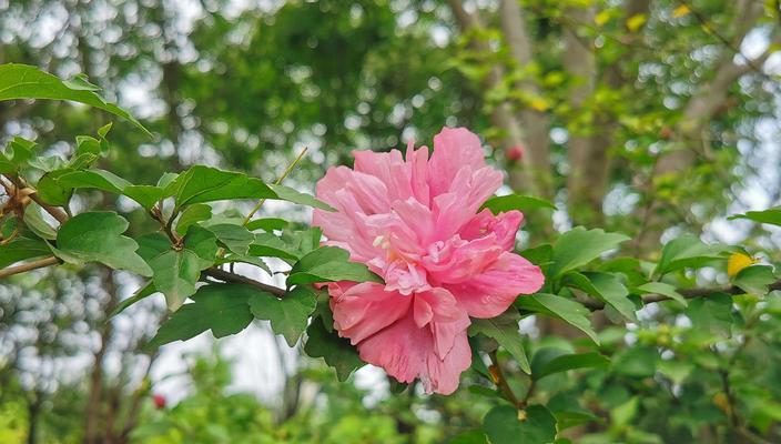 花开友谊，花语传情（以花语为桥）