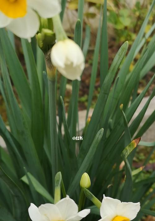 水仙花的颜色与象征意义（探索水仙花不同颜色所代表的含义）