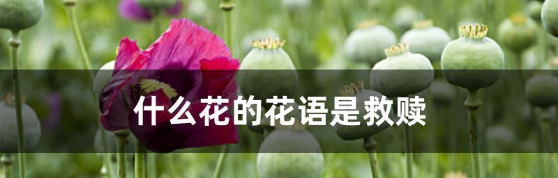 花开花落，花语传情（探索每一朵花背后的含义）