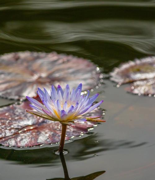 埃及睡莲的花语（一朵娇美的花）