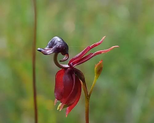 芭蕾舞兰花的花语——优雅、坚韧与美丽（传递优雅与坚韧的舞姿）