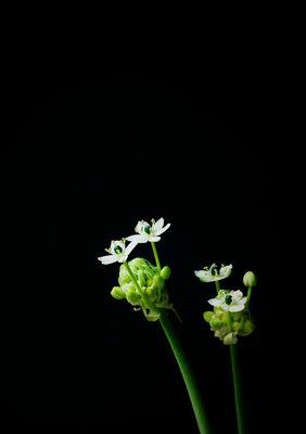 白花虎眼万年青的花语——传递清新与希望的力量（以白花虎眼万年青为媒介）