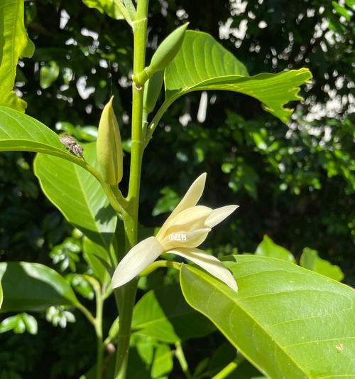 白兰花（白兰花的美丽与内涵）