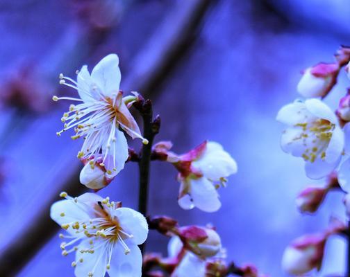 白梅花语（梅花·勇气·坚持）