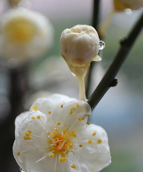 白梅花语（梅花·勇气·坚持）