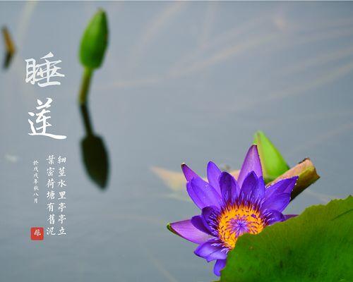 白色睡莲的花语（探寻睡莲花的美与哲学）