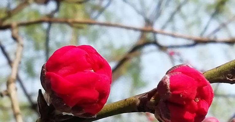 白色桃花的花语——纯洁与祝福（寄托美好的祝愿）