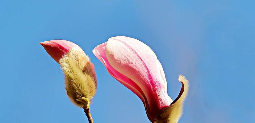 白色玉兰花花语的意义与传承（探寻白色玉兰花的内涵）