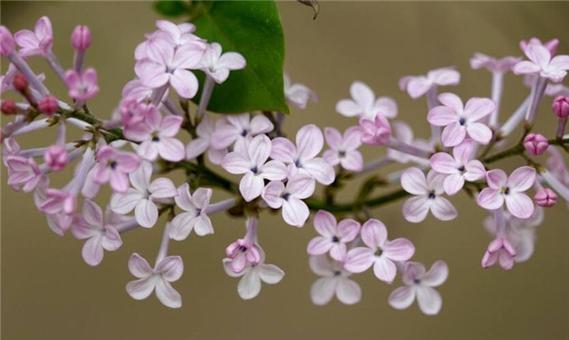 白色紫丁香花语（神秘之花的美丽告白）