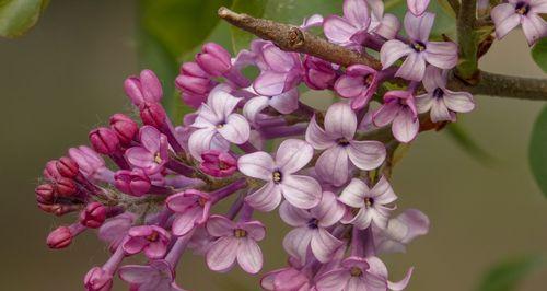 白色紫丁香花语（神秘之花的美丽告白）