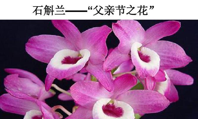 白石斛兰花语（白石斛兰花语的由来及寓意）