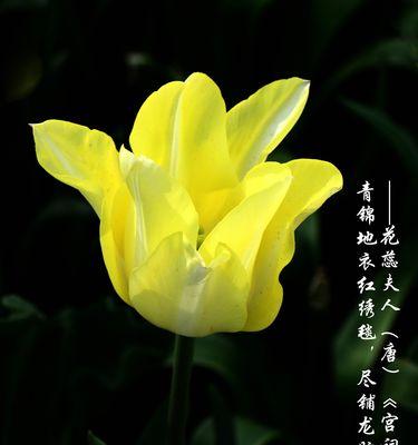 白郁金香花语（探寻白郁金香的花语）