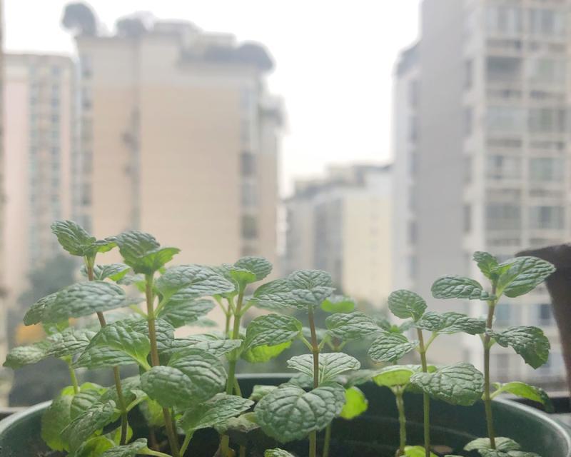 薄荷花的花语之意义与传承（揭秘薄荷花的隐含含义与文化渊源）