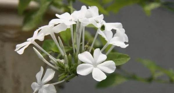 北京夏菊花语的深刻寓意（探索夏菊的花语之美——传递爱）