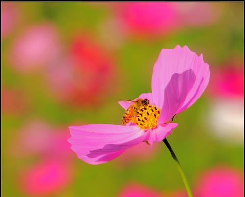 波斯菊花的寓意及象征意义（探索波斯菊花的神秘符号及文化内涵）