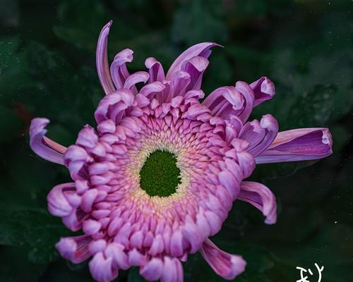 不同月份菊花花语（探索菊花花语）