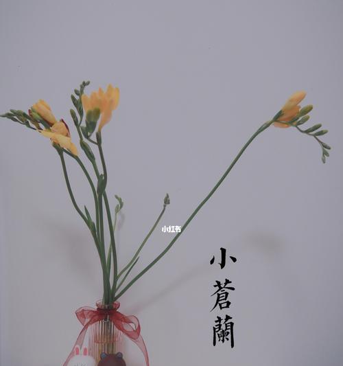 苍兰花的深刻寓意（探寻苍兰花的意义与象征）