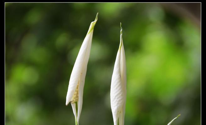 滴水观音花（花开苦中寻幸福）