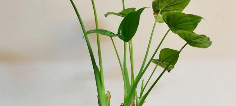 滴水观音植物的寓意与意义（探寻滴水观音植物的生命之美）