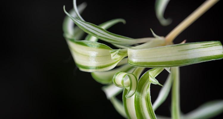 吊兰花的象征意义（探索吊兰花的内涵与寓意）