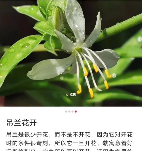 吊兰花语及其意义（寓意深远的吊兰）