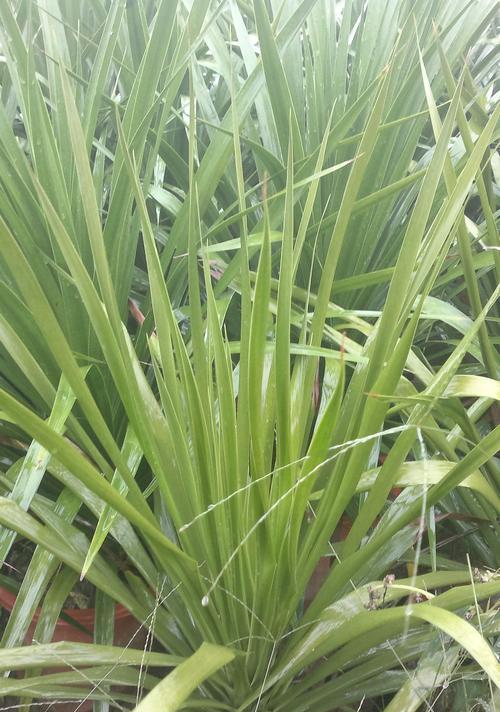 龙骨花叶子发黄，怎么办（教你认识龙骨花）