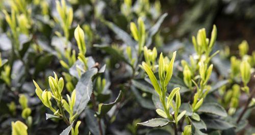 探秘龙井茶采摘与收获季节（揭开龙井茶采摘与收获季节的神秘面纱）