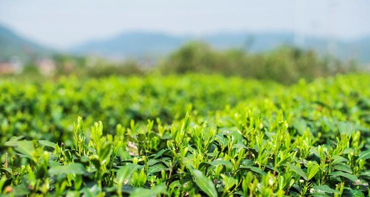 探秘龙井茶的故乡（龙井茶产地）