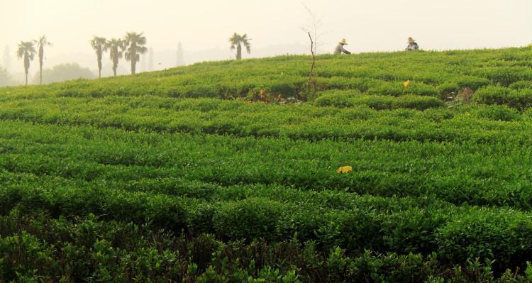 龙井茶的故乡——杭州（探秘龙井茶的起源）