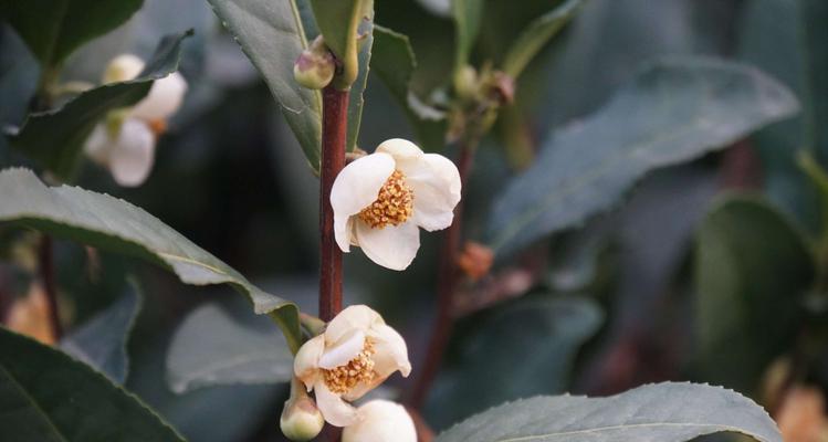 龙井茶树开花的奥秘（揭秘龙井茶树的开花过程）