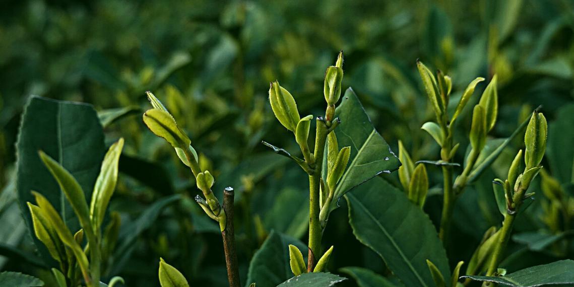 龙井茶树开花的奥秘（揭秘龙井茶树的开花过程）