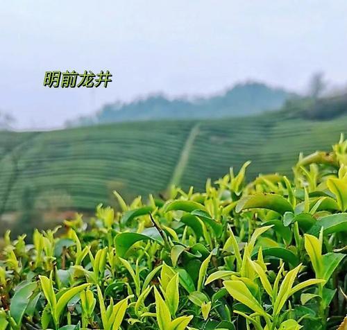 寻访龙井茶的发源地（探寻龙井茶的历史与文化底蕴）