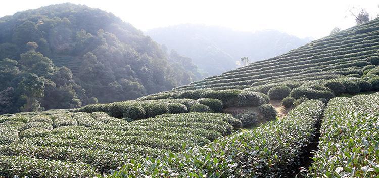 寻访龙井茶的发源地（探寻龙井茶的历史与文化底蕴）