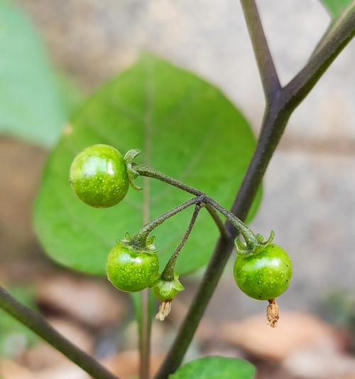 龙葵会开花吗（颜色）