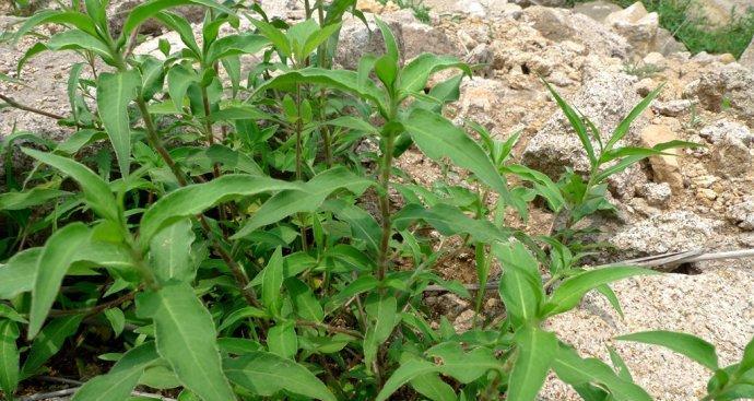 龙利叶（探究龙利叶的功效与作用及食用方法）