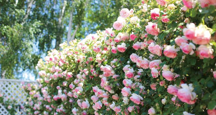 龙沙宝石花开几次（探秘龙沙宝石神奇的开花规律）