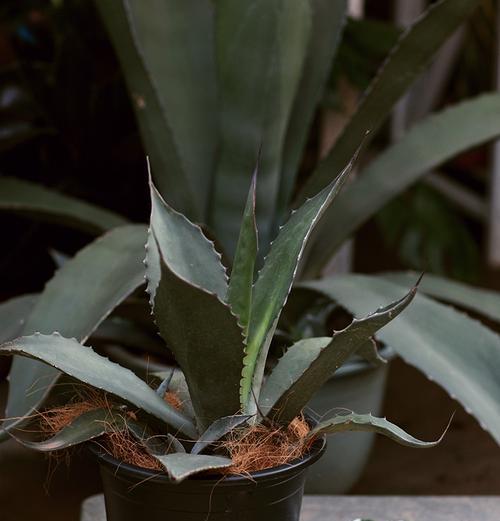 龙舌兰不只是一种多肉植物（探究龙舌兰的生物学与种植技巧）