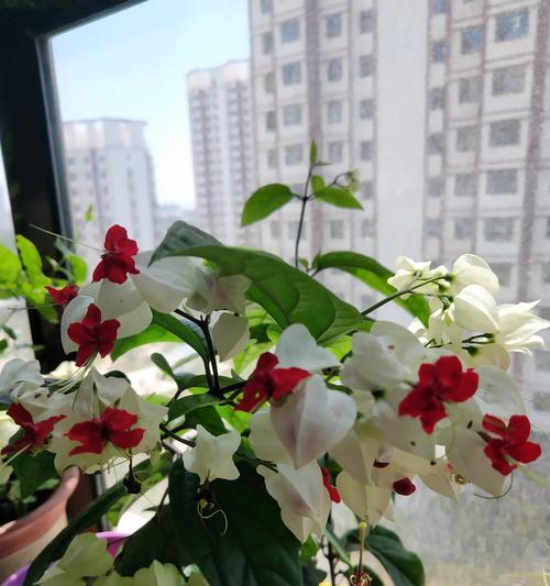 龙吐珠开花时间及花期（一年几次开花）