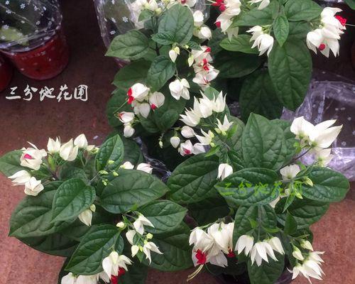 探秘龙吐珠——一种神奇的爬藤植物（了解龙吐珠的特点与用途）