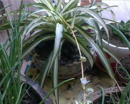 龙须植物如何正确浇水（了解龙须植物的生长特点）