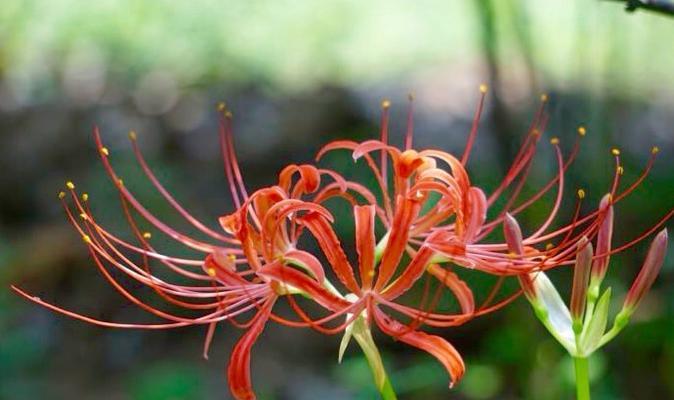 龙须树开花（探秘龙须树开花的奥秘）