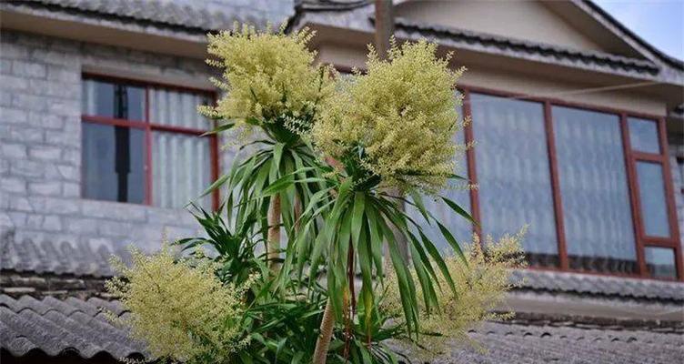 龙血树的开花特点及生长周期剖析（揭秘龙血树的开花频率与生态环境）