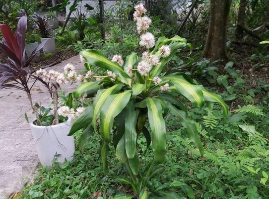 龙血树开花秘密揭秘（龙血树开花年限）