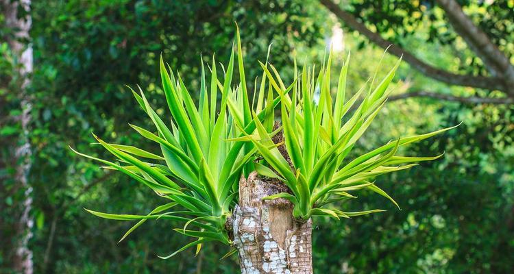 龙血树品种选择及种植技巧（打造独具风格的室内绿化）