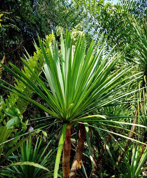 探秘龙血树——红色沙漠中的奇异植物（介绍龙血树属于什么植物类型）