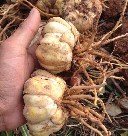 龙牙百合种球的保存和种植技巧（种球的保管要点和最佳种植时间）