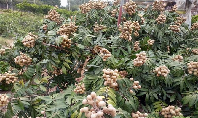 龙眼北方种植探究（北方果树新选择——龙眼的生长适应性与发展前景）