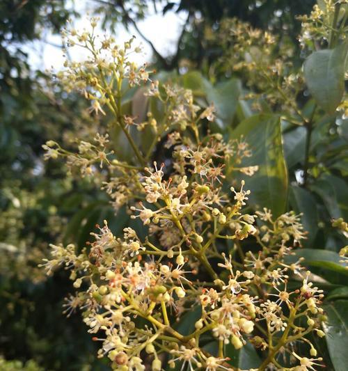 龙眼树的开花结果（探究龙眼树的生长周期和育花成果）