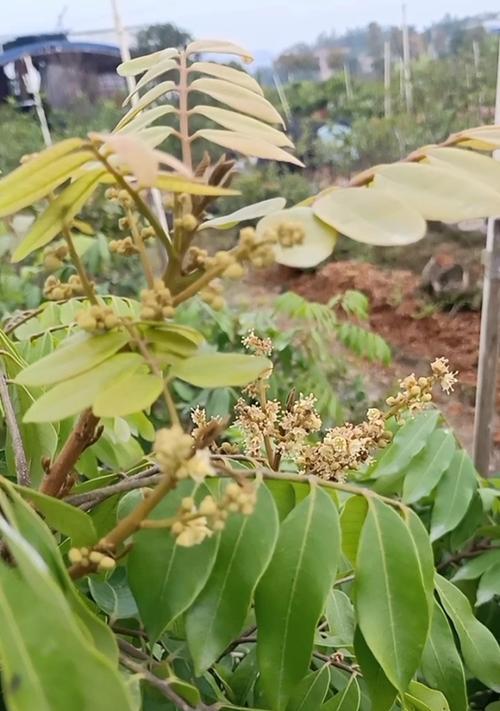 龙眼开花结果全过程（龙眼的生长周期及果实发育过程）