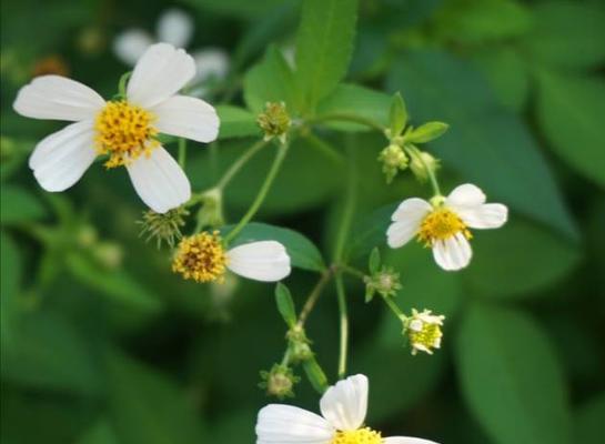 虎尾草的花语（虎尾草的美丽花语与意义）